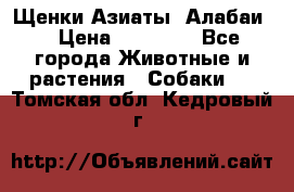 Щенки Азиаты (Алабаи) › Цена ­ 20 000 - Все города Животные и растения » Собаки   . Томская обл.,Кедровый г.